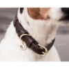 Collier Pour Chien Triangle Kentucky