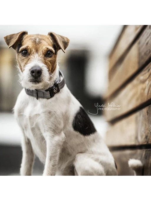 Collier Reflective Kentucky – Image 2