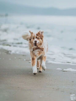 Jouet à Mâcher Wishbone Benebone