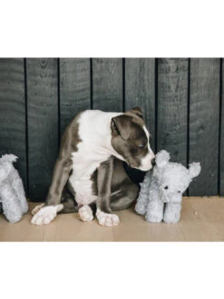 Jouet Pour Chien Elephant Elsa Kentucky