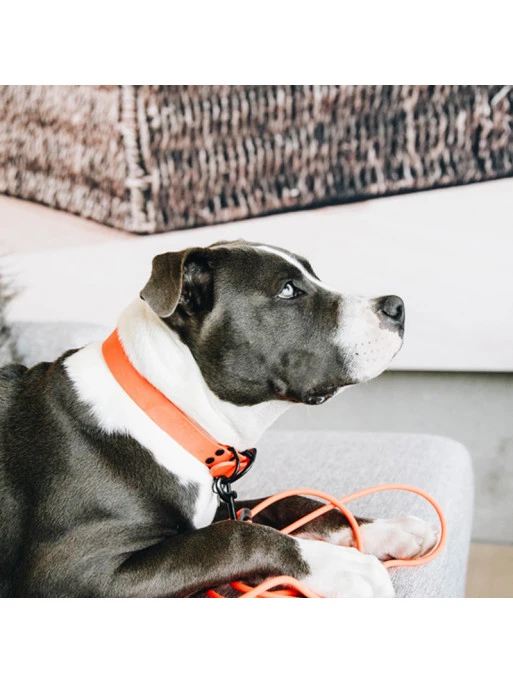 Laisse D’entraînement Pour Chien En Caoutchouc Souple Kentucky – Image 5