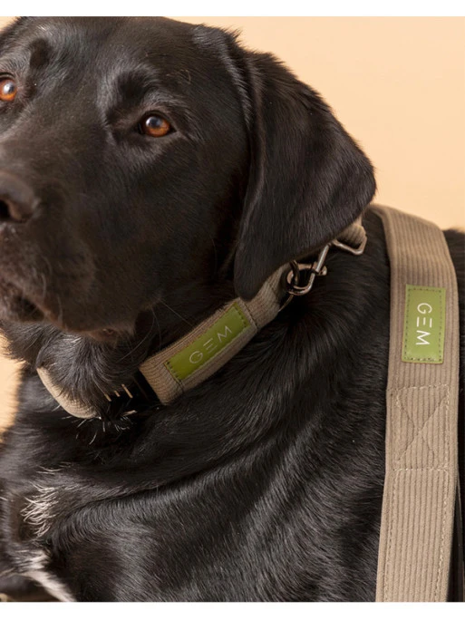 Laisse En Velours Côtelé GEM