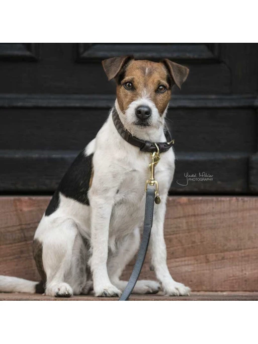 Laisse Pour Chien Loop Kentucky – Image 2