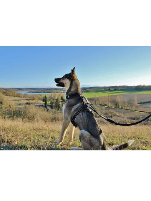 Longe De Traction Raidlight I-Dog – Image 4