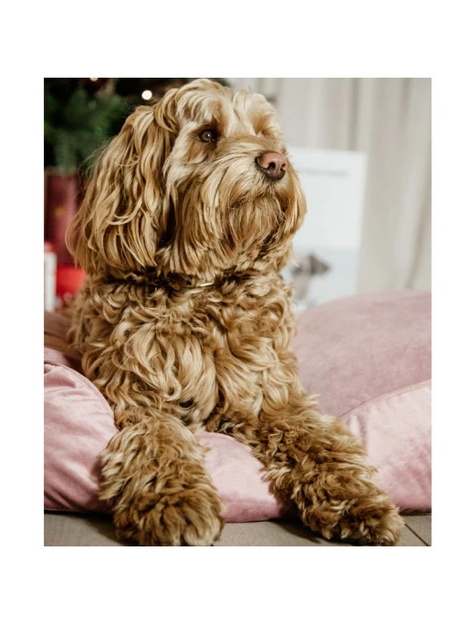 Matelas Pour Chien Velvet Kentucky – Image 5