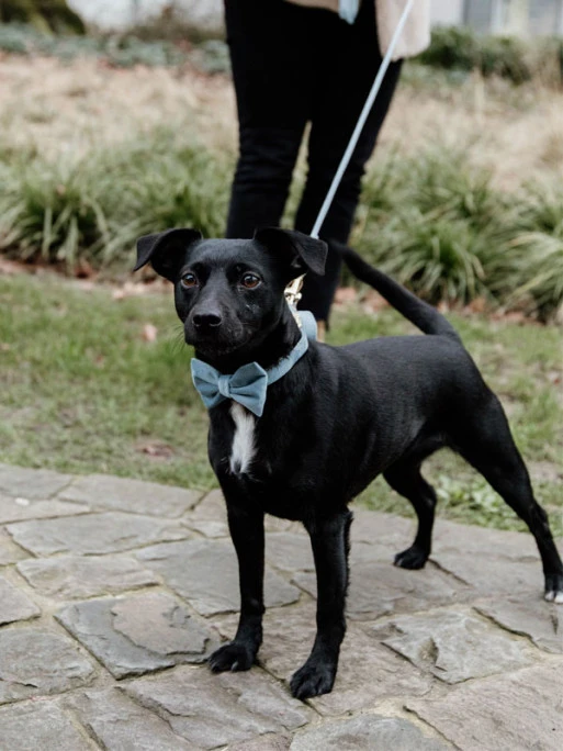 Noeud Papillon Velvet Kentucky – Image 3