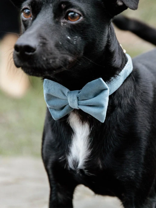 Noeud Papillon Velvet Kentucky