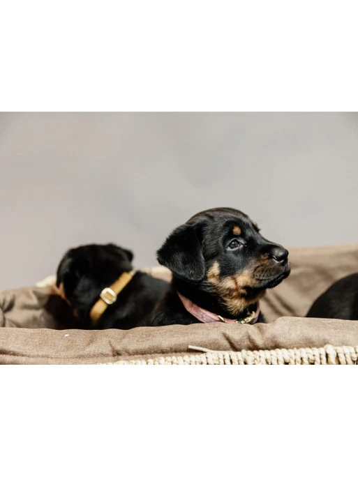 Panier Pour Chien Basket Kentucky – Image 2