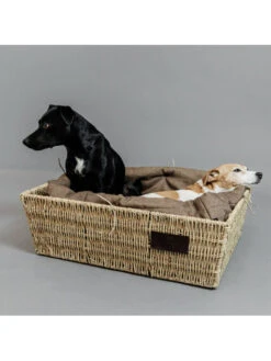 Panier Pour Chien Basket Kentucky