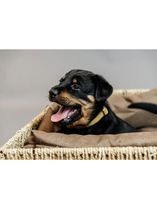 Panier Pour Chien Basket Kentucky – Image 5